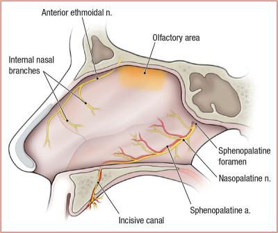 thumbs/Innervation and Arterial Supply to Nasal Cavity.jpeg.jpg
